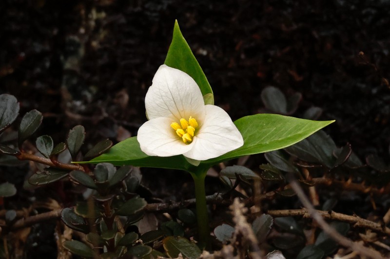 Trillium hibbersonii photo 3