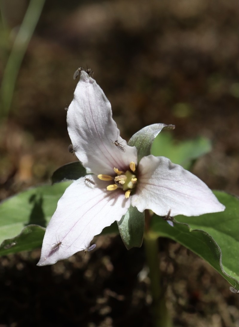 Trillium hibbersonii photo 4