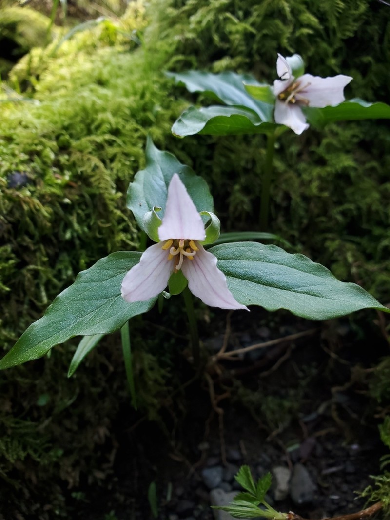 Trillium hibbersonii photo 5
