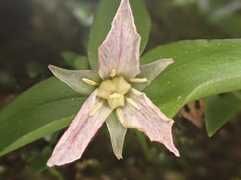 Trillium hibbersonii photo 6