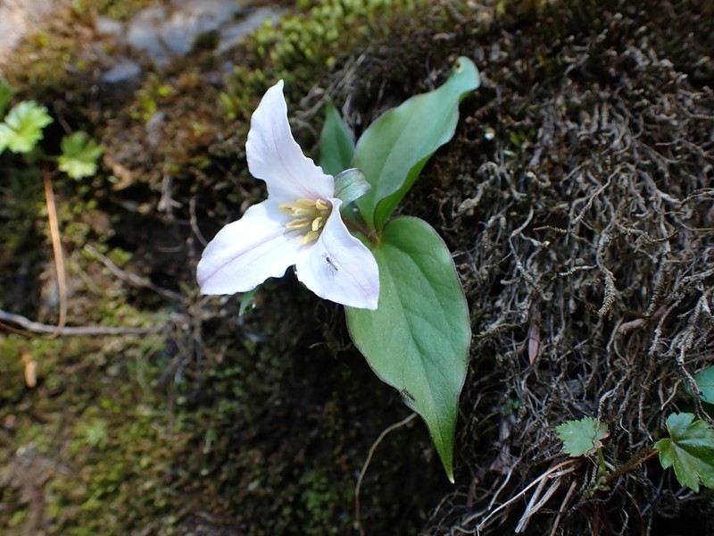 Trillium hibbersonii photo 7