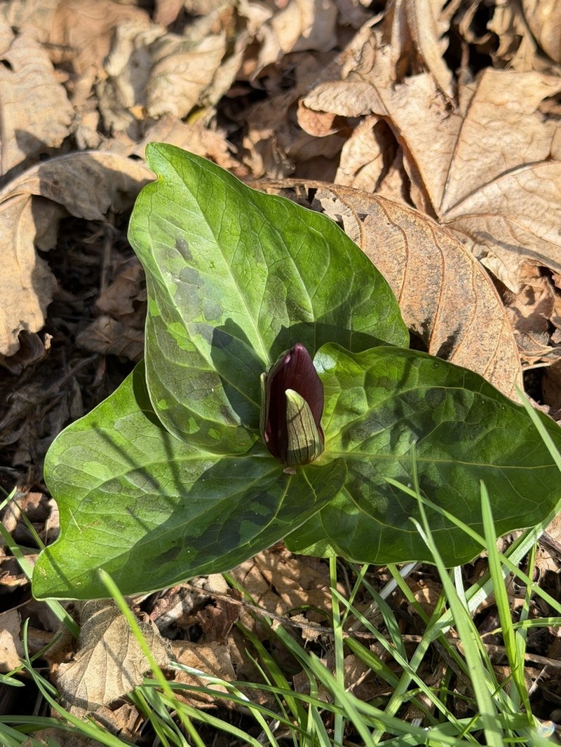 Giant Purple Wakerobin photo 3