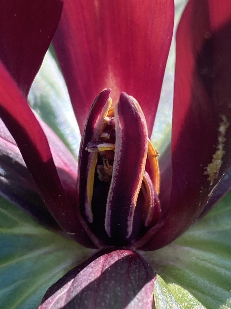 Giant Purple Wakerobin photo 5