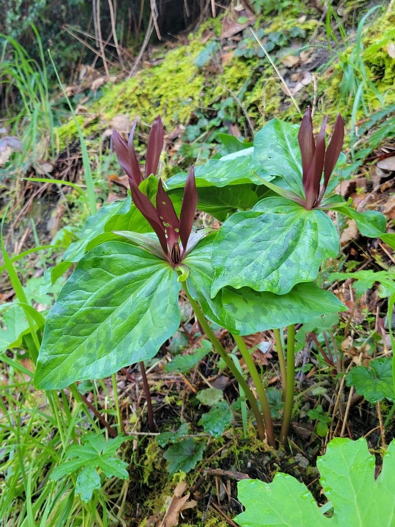 Giant Purple Wakerobin photo 6