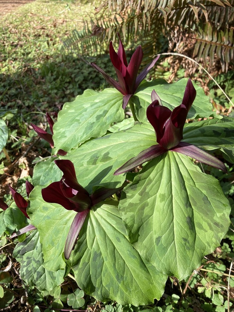 Giant Purple Wakerobin photo 7