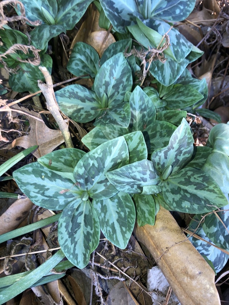 Louisiana Wakerobin photo 3