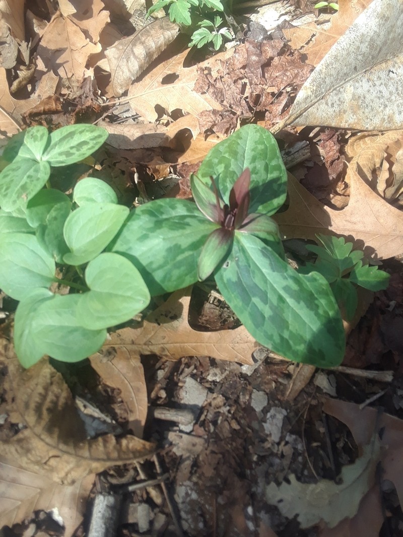 Louisiana Wakerobin photo 5