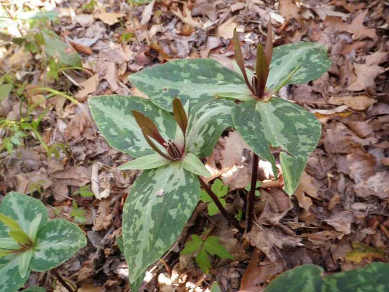 Louisiana Wakerobin photo 6