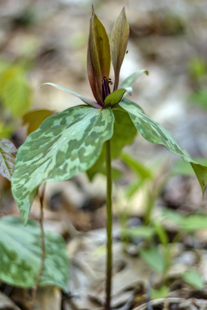 Louisiana Wakerobin photo 7