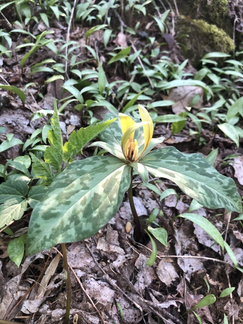 Yellow Wakerobin photo 3