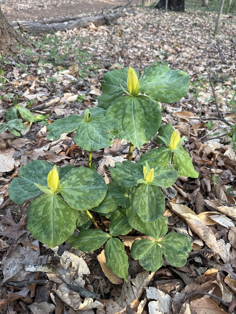 Yellow Wakerobin photo 4