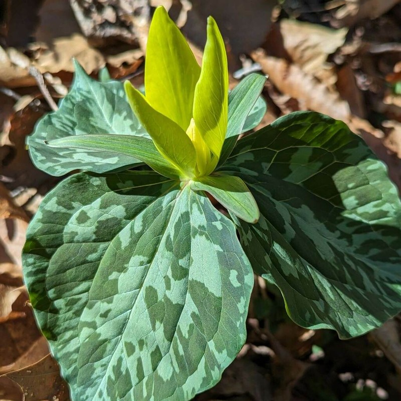 Yellow Wakerobin photo 5