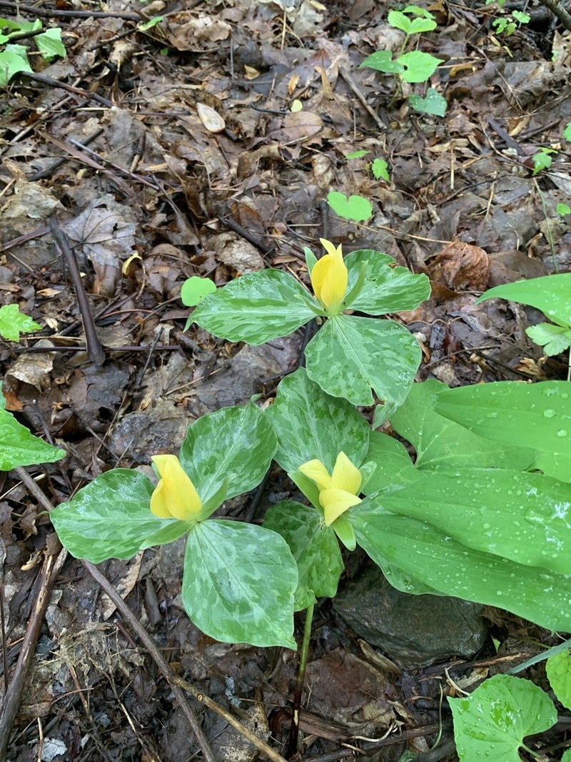 Yellow Wakerobin photo 6