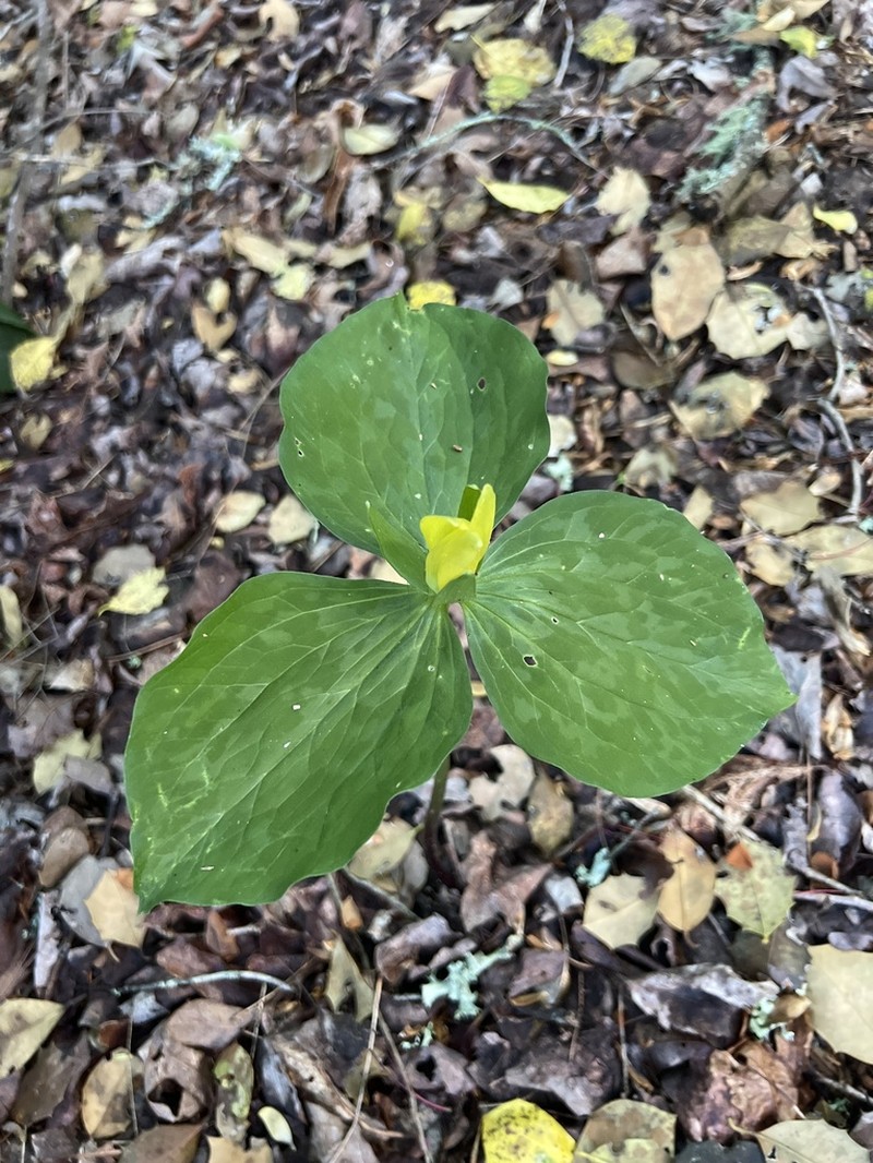 Yellow Wakerobin photo 7
