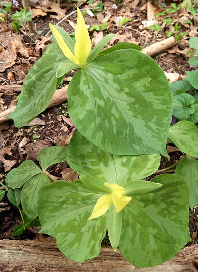 Yellow Wakerobin photo 4