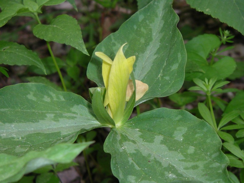 Yellow Wakerobin