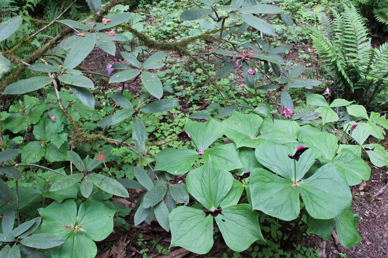 Yellow Wakerobin photo 3