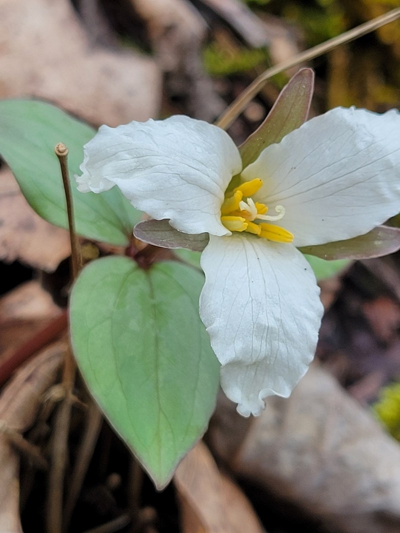Snow Trillium photo 2