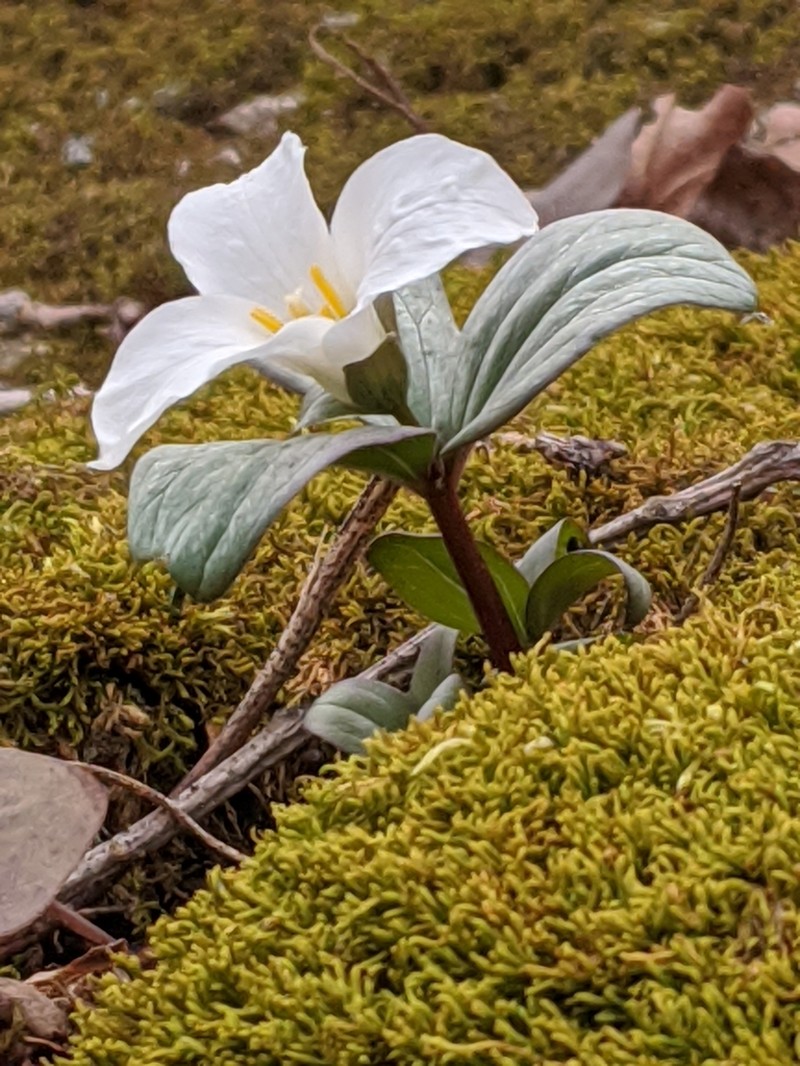Snow Trillium photo 3