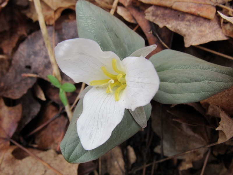 Snow Trillium photo 4