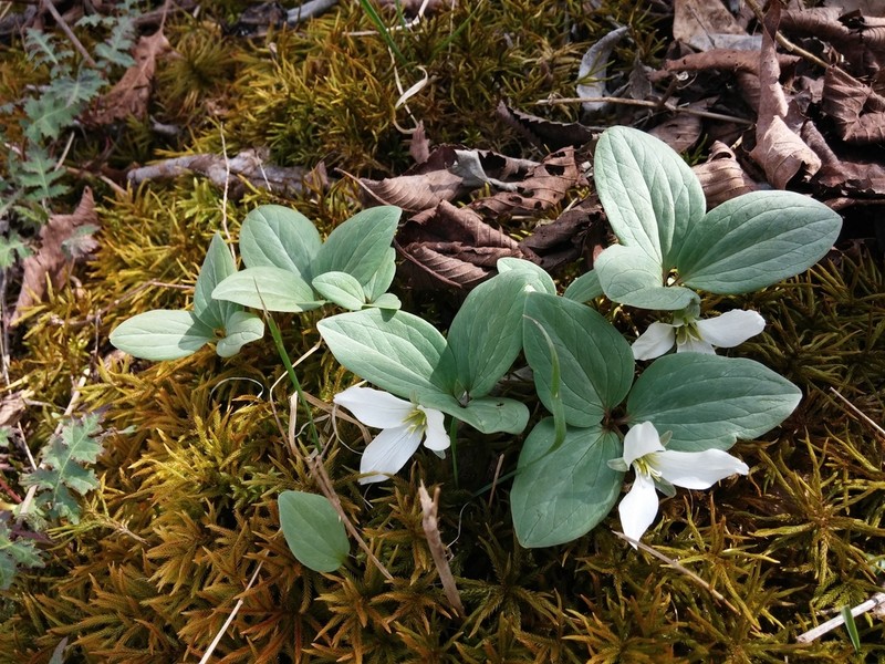 Snow Trillium photo 5