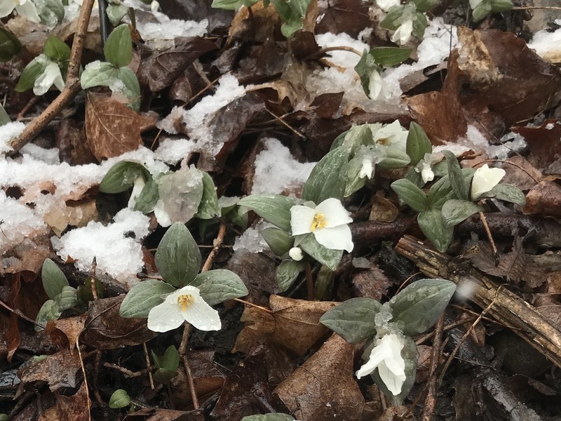Snow Trillium photo 6