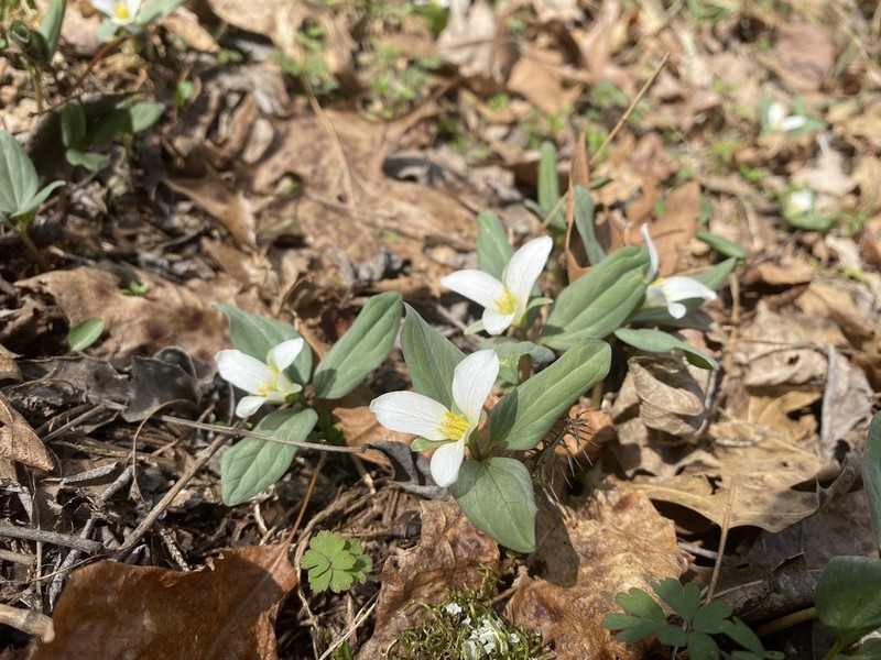 Snow Trillium photo 7