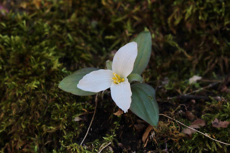 Snow Trillium