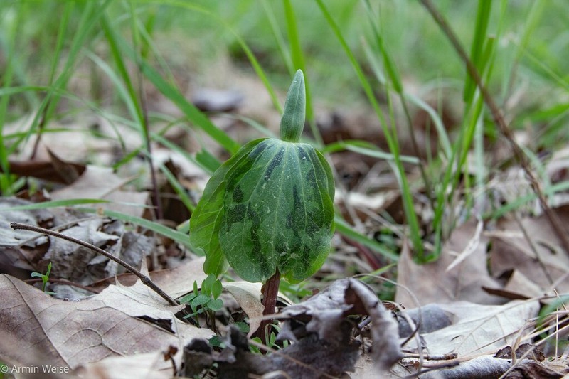 Trillium oostingii photo 2