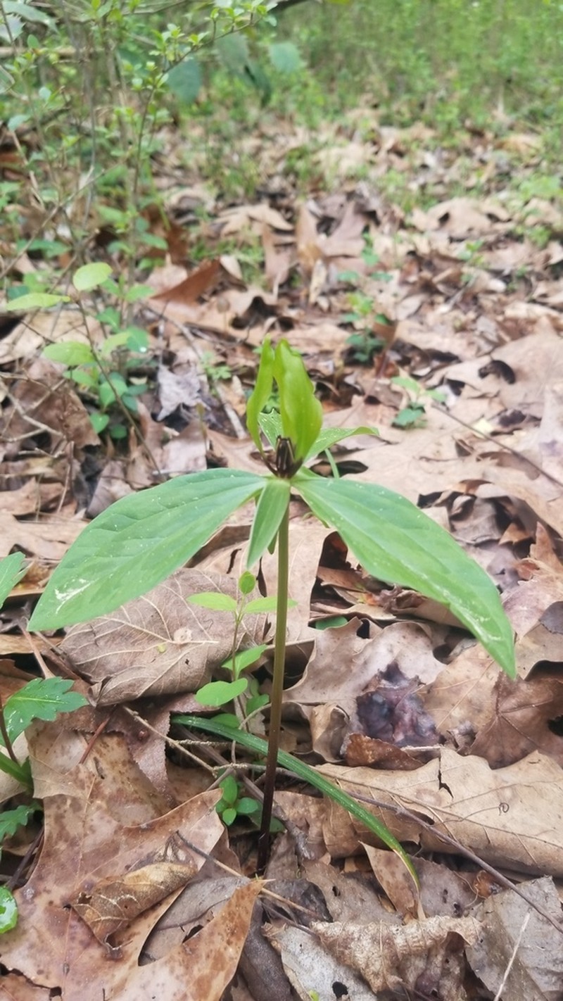 Trillium oostingii photo 3