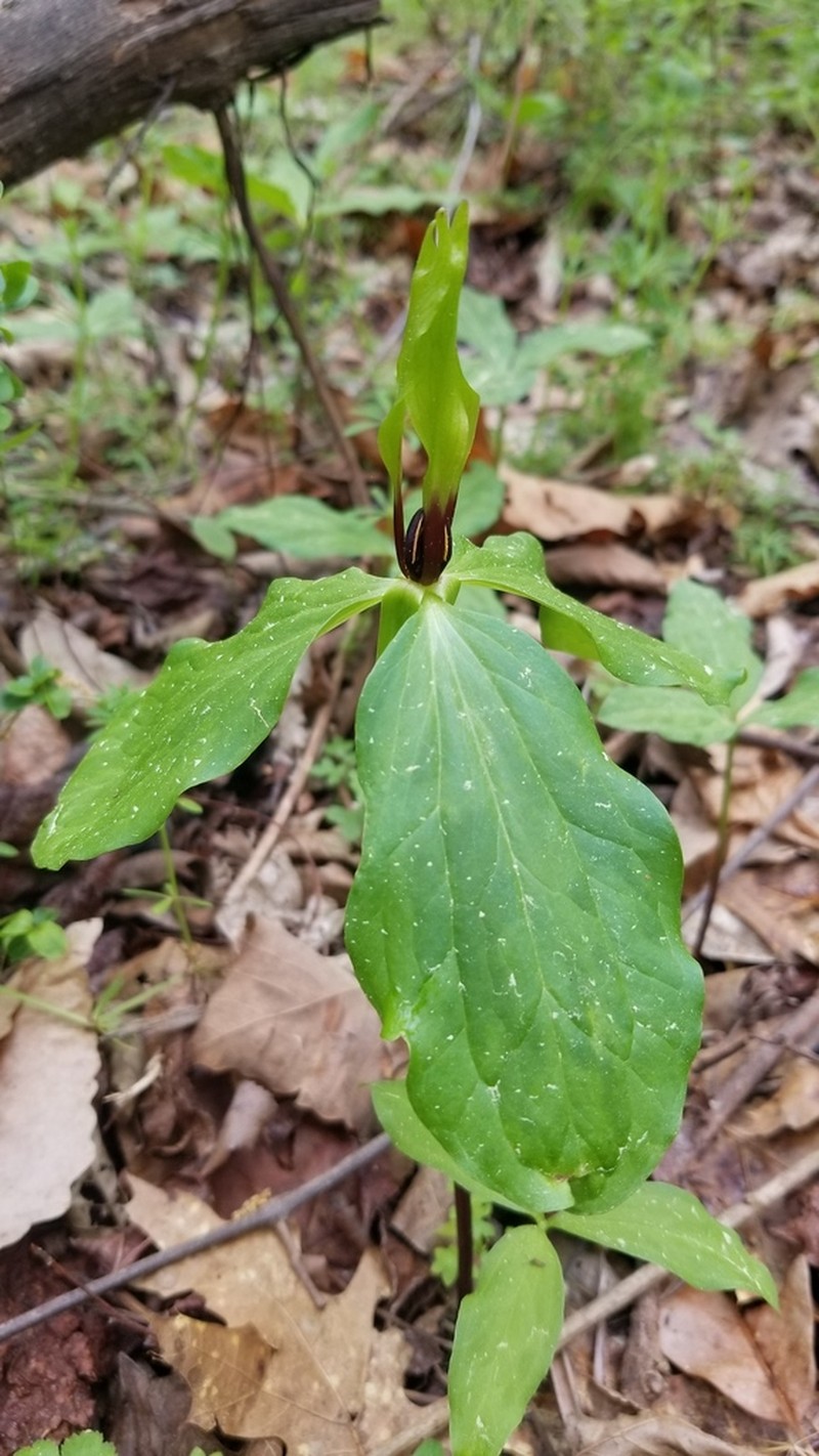 Trillium oostingii photo 4