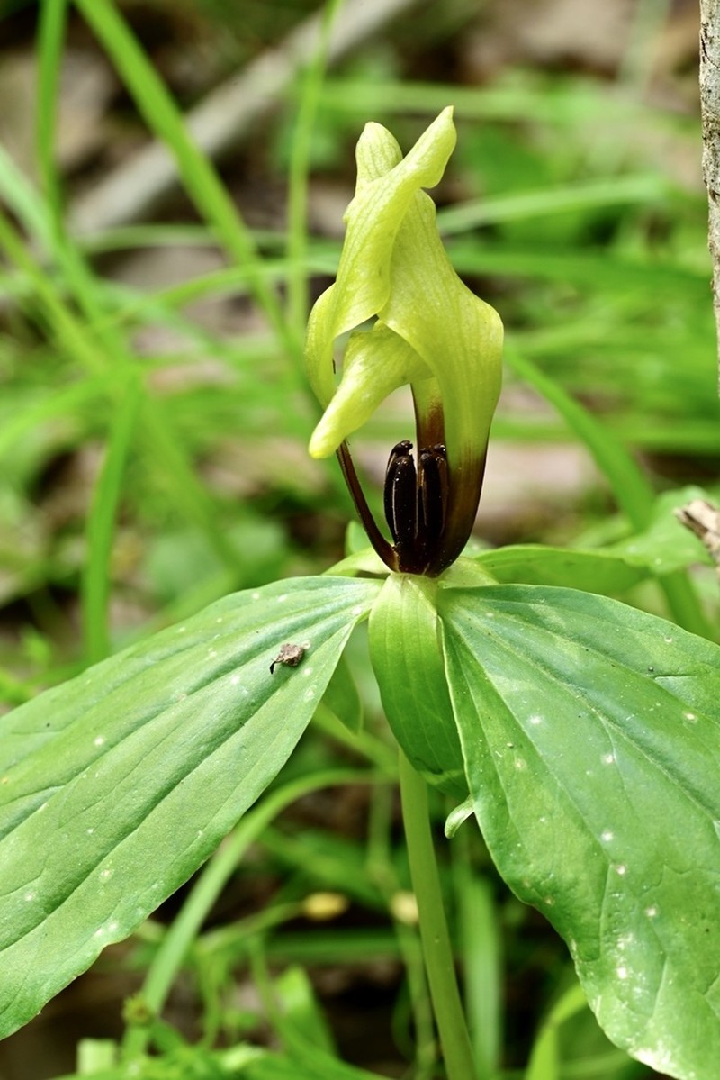 Trillium oostingii photo 5