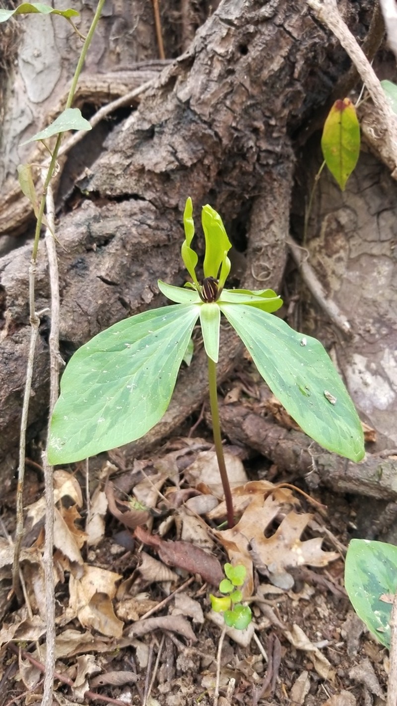 Trillium oostingii photo 6