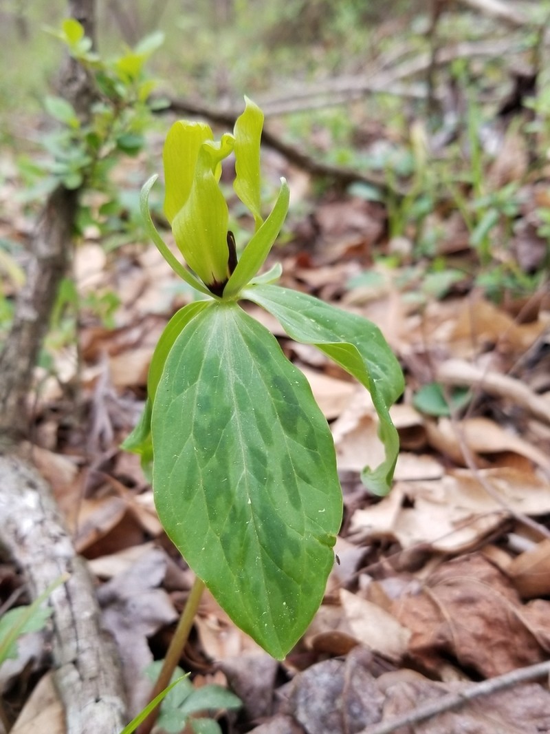 Trillium oostingii photo 7