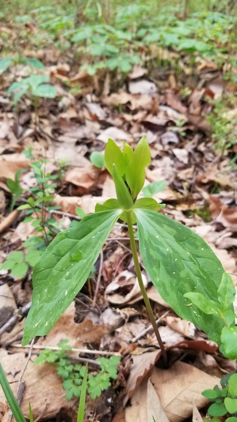 Trillium oostingii photo 8