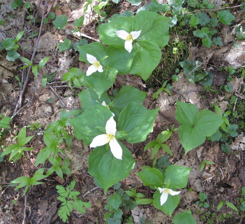 Pacific Trillium photo 4
