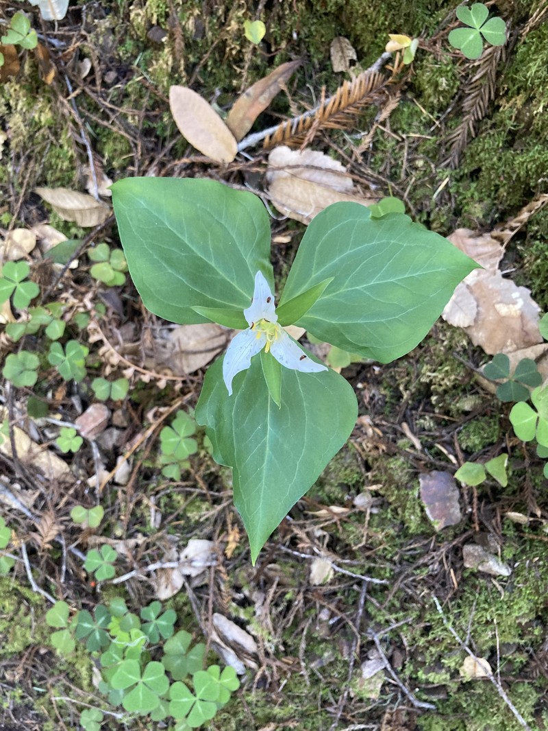 Pacific Trillium photo 5