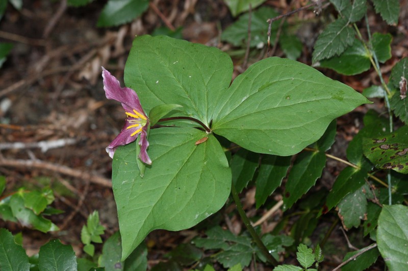 Pacific Trillium photo 6