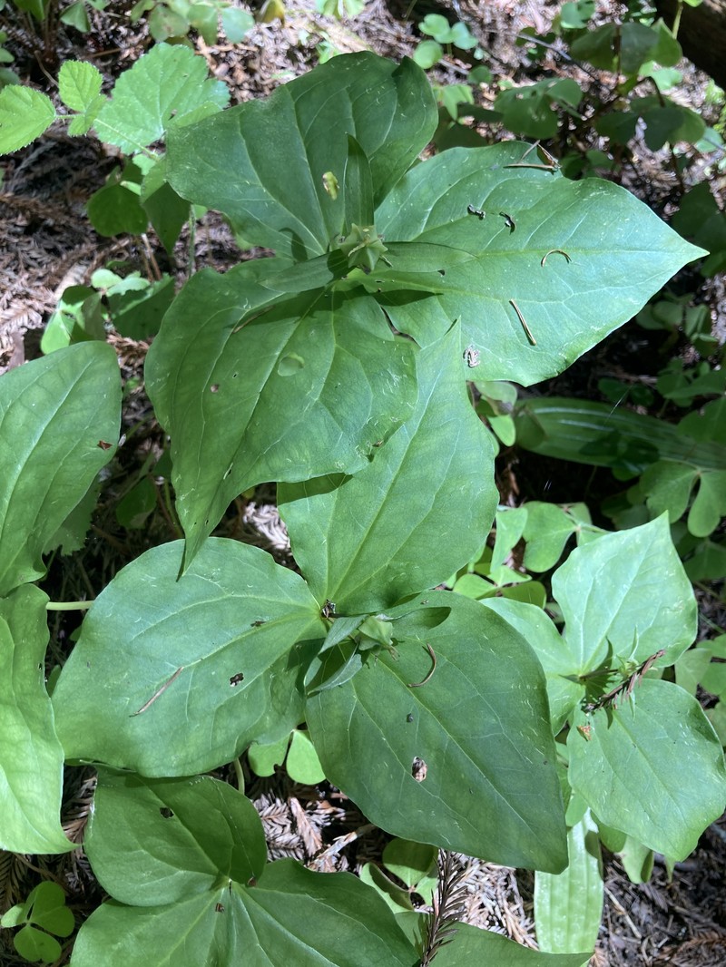 Pacific Trillium photo 7
