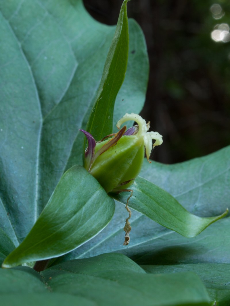 Pacific Trillium photo 2