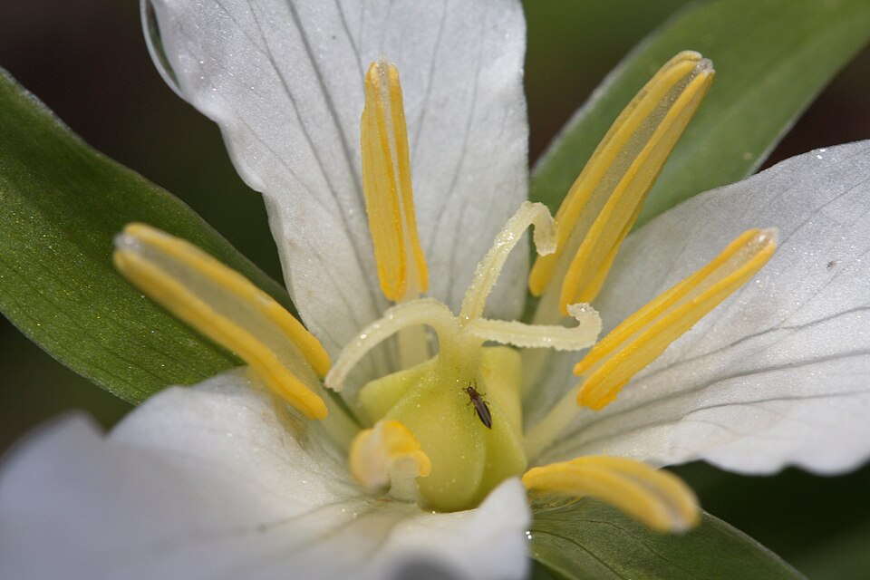 Pacific Trillium photo 6