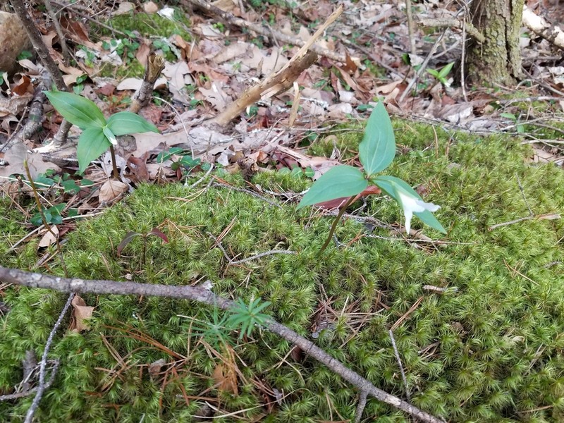 Persistent Wakerobin photo 3