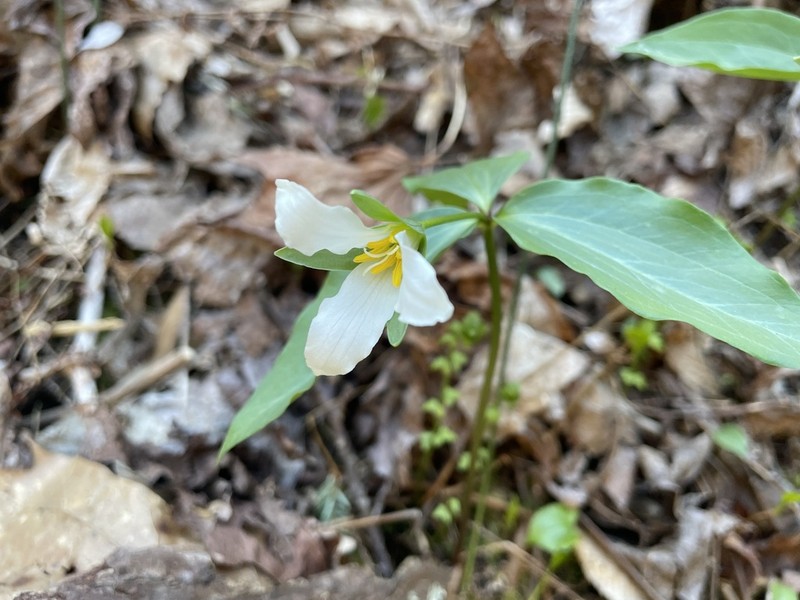 Persistent Wakerobin photo 5