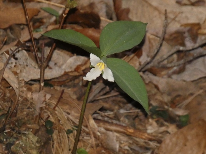 Persistent Wakerobin photo 6