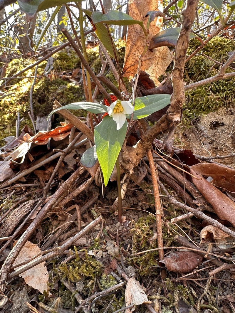 Persistent Wakerobin photo 7