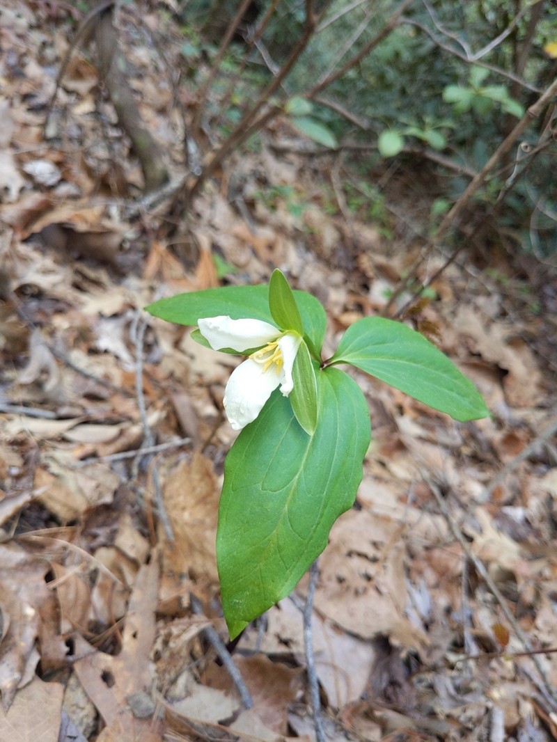 Persistent Wakerobin photo 8