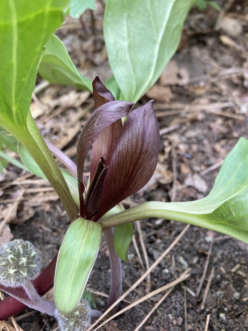 Idaho Trillium photo 3