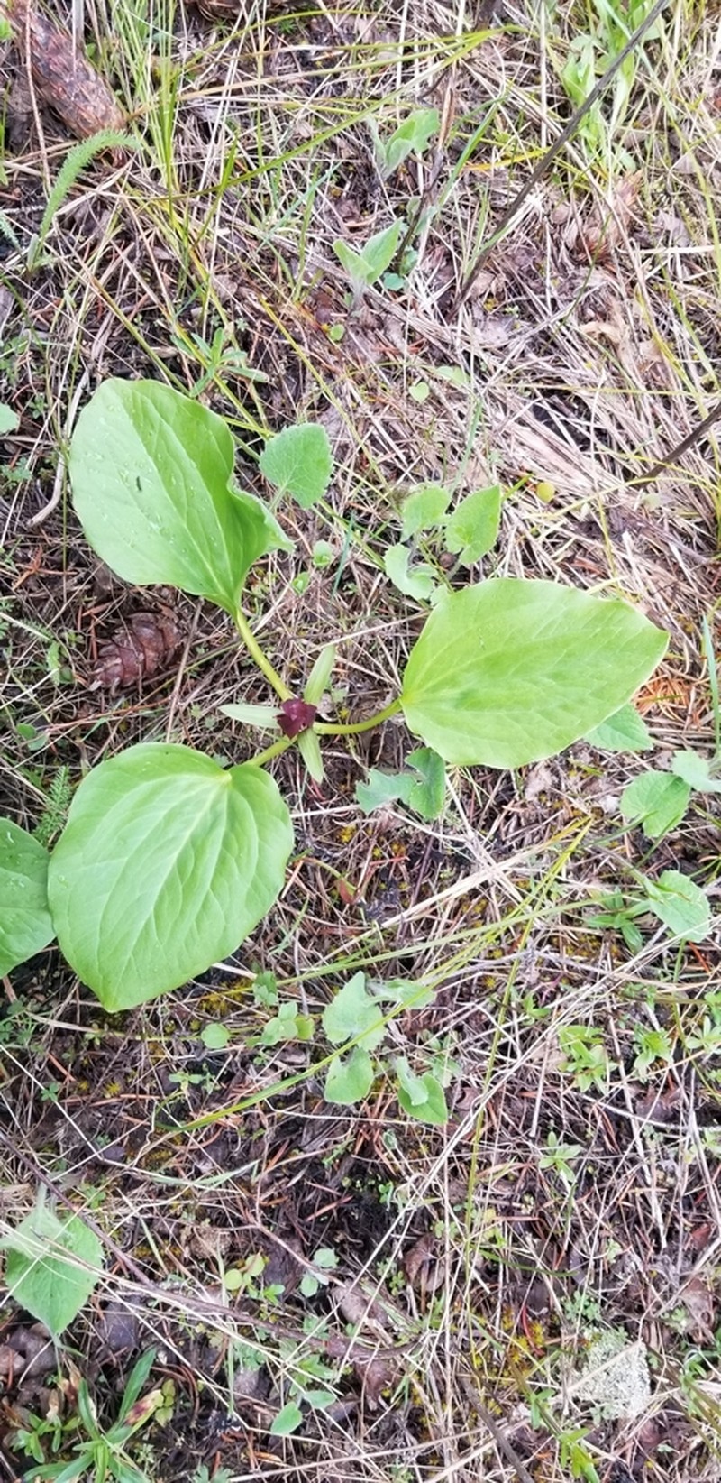 Idaho Trillium photo 4