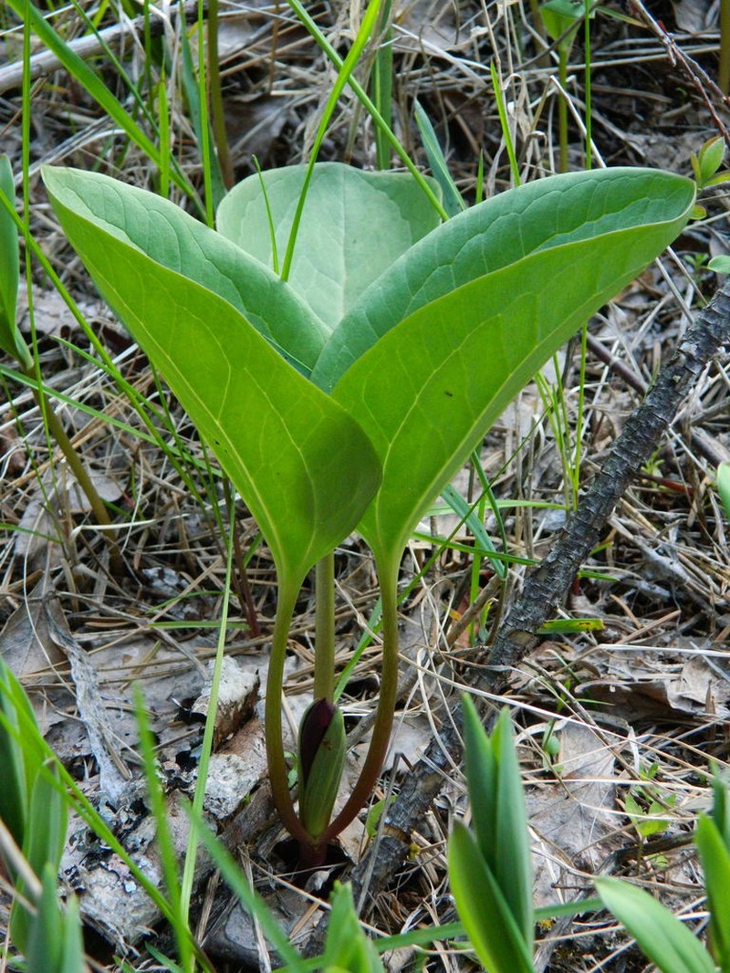 Idaho Trillium photo 5