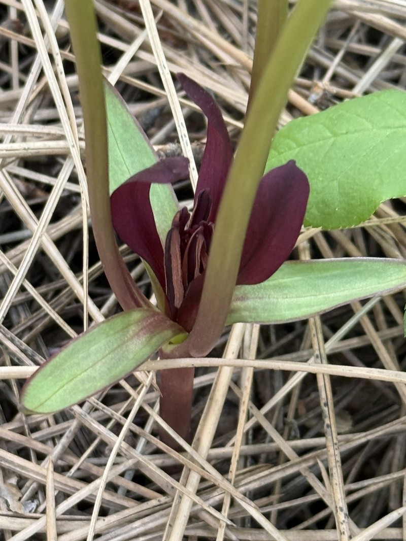 Idaho Trillium photo 6